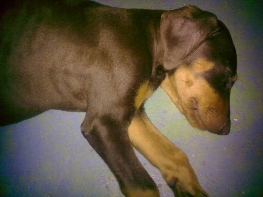 Su primer dia en casa