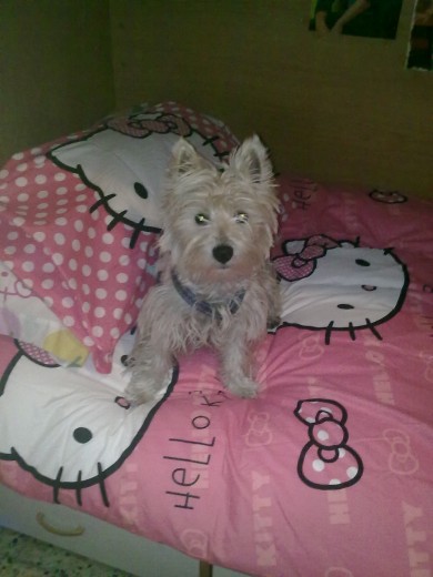 Pepon en mi cama que le gusta mucho dormir hay Pepon en mi cama que le gusta mucho dormir hay