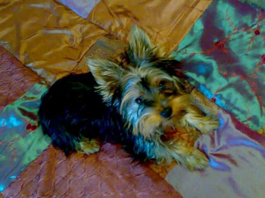 Rambo. Yorkshire Terrier de 2 años
