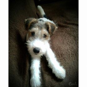 Es un perro buenisimo y en esta foto sale guapisimo :) Es un perro buenisimo y en esta foto sale guapisimo :)