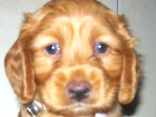 fue una perrita muy concentida por todos era un amor fue una perrita muy concentida por todos era un amor