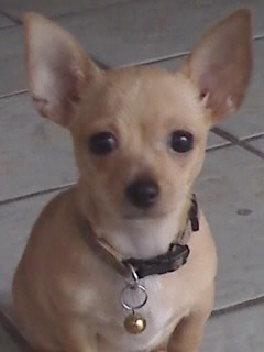 seria como sabe serlo a veces jajaja, es una princesa,,  mi burbujita, siempre le a gustado posar a las fotos , es muy encantadora, y apegada a mi desde los 45 dias de nacida que la lleve a casa. 