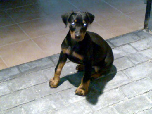 LEO CON 2 MESES