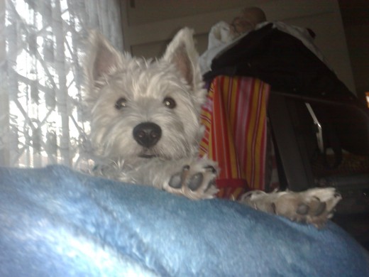 Despertando el flogo