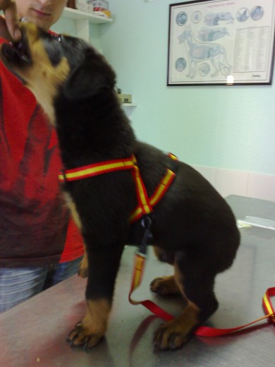 Bull con 2 meses Bull con 2 meses