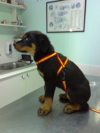 Bul con 2 meses