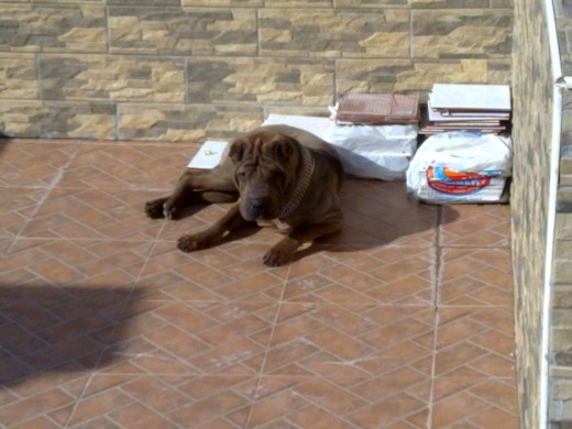 tomando el sol,,su terraza su paraiso jajaja y si por ella fuera estaria todo el dia dentro del yacuzzi jajaj