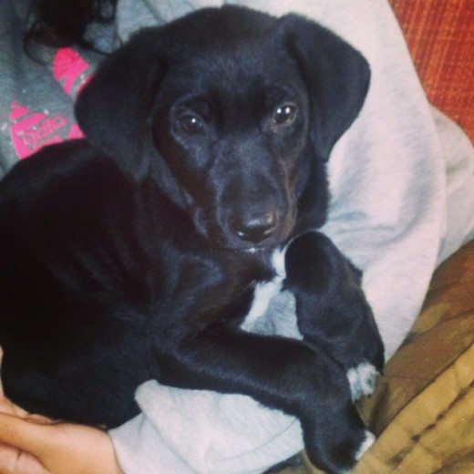 Soy Pipo, estoy por hacer 2 meses y soy muy jugueton. Soy Pipo, estoy por hacer 2 meses y soy muy jugueton.