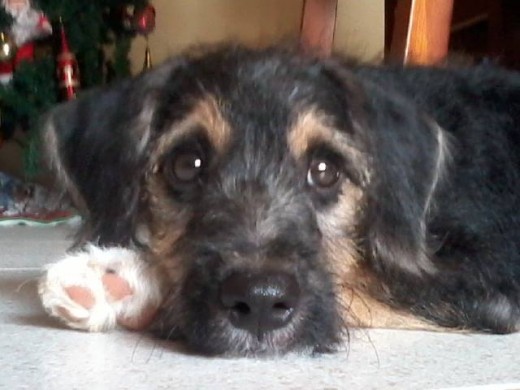 Hola soy tommy :D