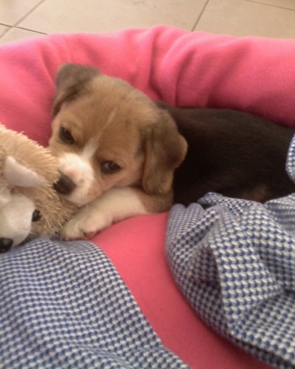 Lupe en su cama. Lupe en su cama.