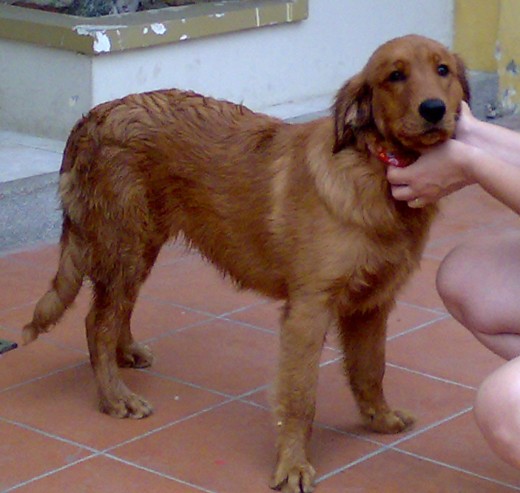 esta es kika.... ella es una exelente perra esta es kika.... ella es una exelente perra