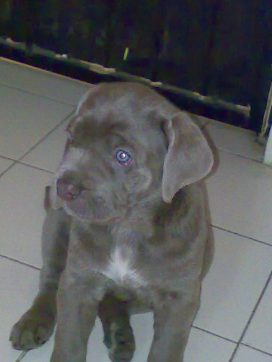 Dasha  cuando tenia 2 meses!