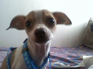 es un cachorro de 3 meses jugeton y muy cariñosos es un cachorro de 3 meses jugeton y muy cariñosos