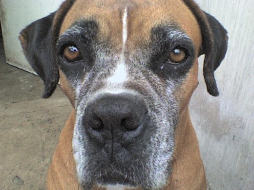 mi perrita tiene 10 años y la quiero un monto es como un tesoro para mi y ruego a dios que la tenga con vida para que nos siga aconpañando