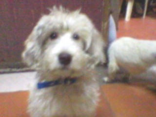 mi bebe a los 7 meses