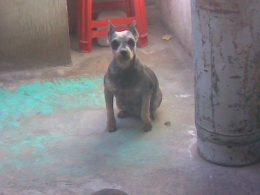 es una doracion la adoro es una doracion la adoro