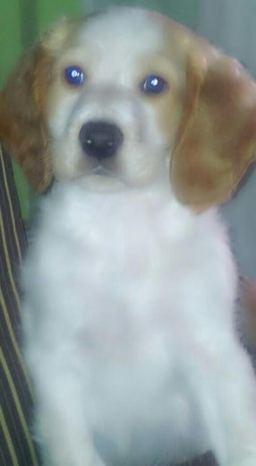 Hola soy coco y tengo dos meses..mi mama es una coker en color negro,y mi papa es un setter rojizo...y mira que guapeton he salido....