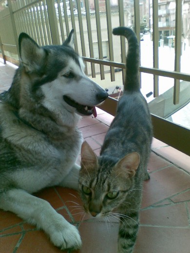 Con su hermano gatuno Kuru