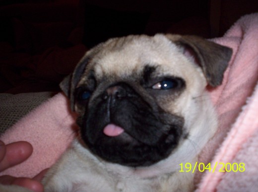 este es brunete se me fue a los 5 meses
este es brunete se me fue a los 5 meses