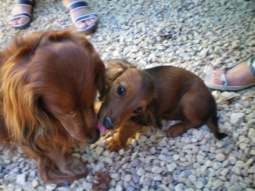 Fuimos a buscar a Balú con su primito Nemo. Su hermanita fue encantadora, que besitos le dio a Nemo. Balú estubo más tranquilo.