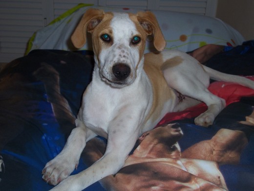 SUPUESTAMENTE ES UN CRUCE DE BOXER CON PITBULL, ME GUSTARIA QUE ME DIJERAN SI ALGUIEN HA VISTO ESE CRUCE Y QUE LE PARECE EL MIO, ES MUY JUGETON Y NOBLE. SUPUESTAMENTE ES UN CRUCE DE BOXER CON PITBULL, ME GUSTARIA QUE ME DIJERAN SI ALGUIEN HA VISTO ESE CRUCE Y QUE LE PARECE EL MIO, ES MUY JUGETON Y NOBLE.