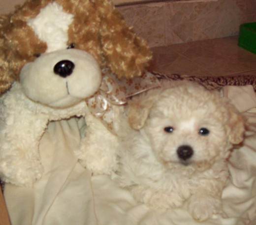 CAMILA EN SU CUCHA JUNTO A UNA FICTICIA MASCOTA DE PELUCHE.!!