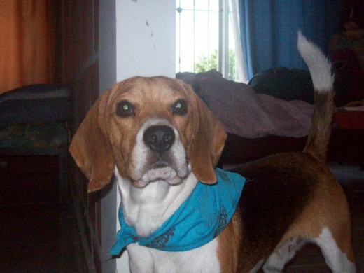 este es shubby antes de salir a pasear este es shubby antes de salir a pasear