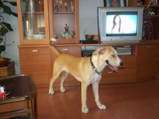 esta es shakira y es un amor de perra..