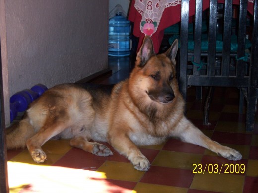 A Kaiser le gusta mucho jugar y que lo saquen a pasear a la playa