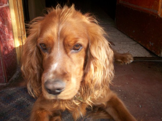 Es un perro jugueton, y cariñodo con los de la casa