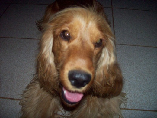HOLA me llamo lennon y por ahora estoy buscando una novia de mi edad!! tengo 2 para 3 vivo en punta altaa!! el que tenga una perra cocker de mi edad aviseme quiero ser papa!!!! bueno soii muy jugeton" me tengo q ir chauUuu!! QUIERO UNA NOVIA! HOLA me llamo lennon y por ahora estoy buscando una novia de mi edad!! tengo 2 para 3 vivo en punta altaa!! el que tenga una perra cocker de mi edad aviseme quiero ser papa!!!! bueno soii muy jugeton" me tengo q ir chauUuu!! QUIERO UNA NOVIA!
