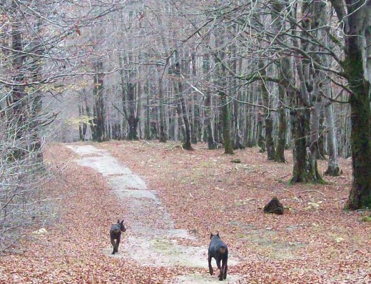 Paseo matinal con los dobis por la sierra de Urbasa (Navarra)