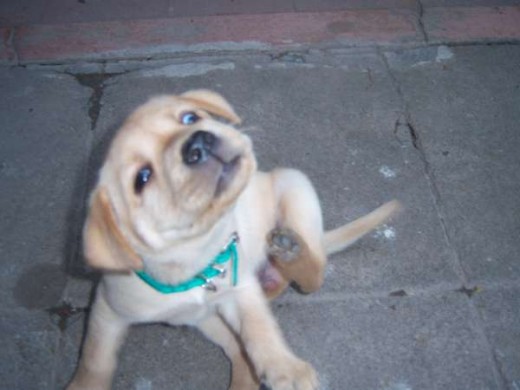 Peleando con el collar