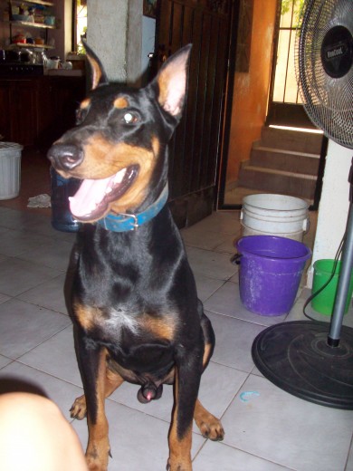 este es mi dobe "kyzer" de cariño "el pichi" 
