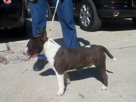  D.Giovanni de Valdehierro . Hijo del Ch Bullygan  Mango y de Andromaca de Valdehierro