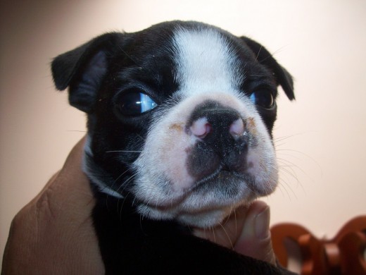 Este es Mateo. Está muy pequeñito aún. Es adorable.