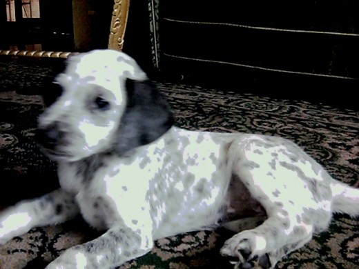 esta es holly dalmata de pelaje largo sepueden apreciar sus bolitas negras aun no tan negras esta es holly dalmata de pelaje largo sepueden apreciar sus bolitas negras aun no tan negras