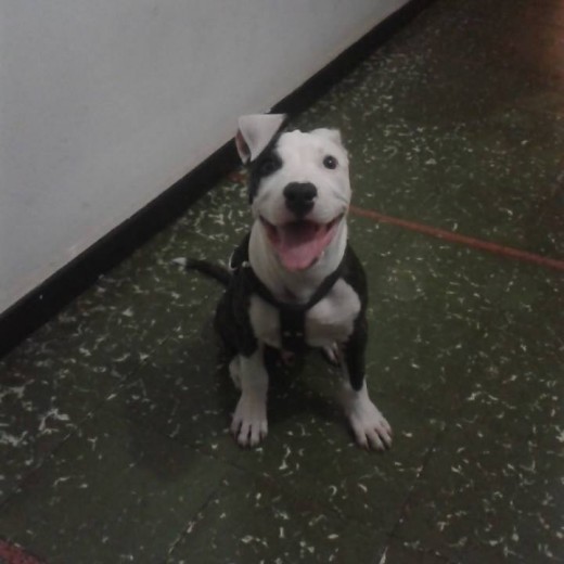 Feliz Feliz