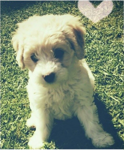 Ella es mi perrita Ashaa es todavia una bb pero es super concetida y cariñisa Ella es mi perrita Ashaa es todavia una bb pero es super concetida y cariñisa