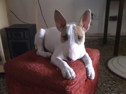 Hola me llamo Valentina vivo con mi mamá, mi papá u mi novio Coraje. Aca estoy en un sillon en lo de mis abuelos, lo malo es que si sigo creciendo no voy a entrar mas y me encanta este sillón... Lo bueno es que me dejan acostarme en el sillón grande y en las camas, nos mal crian mucho jajaj Saludos a todos :) Hola me llamo Valentina vivo con mi mamá, mi papá u mi novio Coraje. Aca estoy en un sillon en lo de mis abuelos, lo malo es que si sigo creciendo no voy a entrar mas y me encanta este sillón... Lo bueno es que me dejan acostarme en el sillón grande y en las camas, nos mal crian mucho jajaj Saludos a todos :)