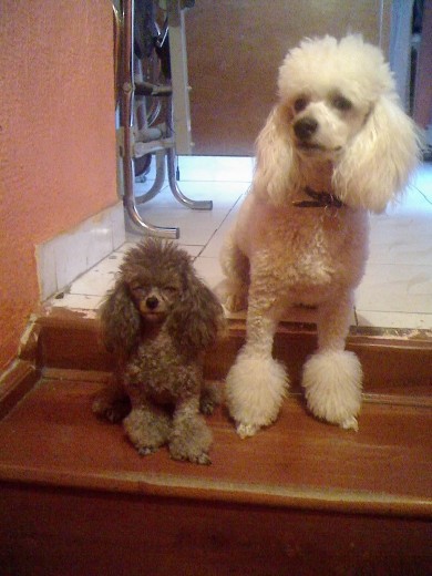 LA NEGRITA ES PASITA UNA FRENCH POODLE TACITA DE TE, Y EL DE BLANCO ES ROCKO UN FRENCH QUE ME VENDIERON Y SEGUN ERA TACITAY ME ENVIARON EL JARRON PERO NO NOS ARREPENTIMOS DE HABERLO COMPRADO 