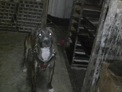 es una perrita que le gustan los niño es una perrita que le gustan los niño