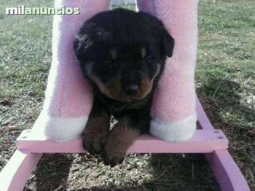 soi un rottweiler me llamo bombo