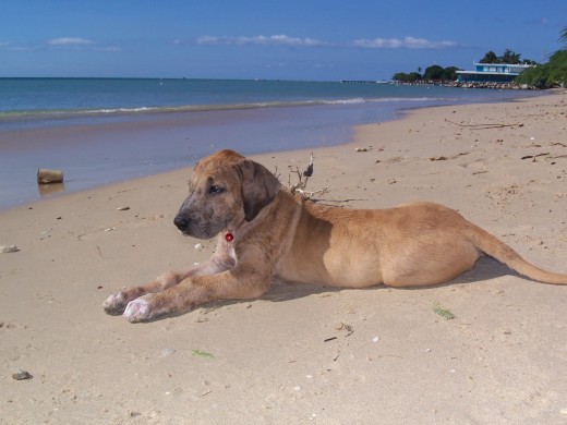 Rhocco en la Playa de Combate el 27 de Octubre de 2009