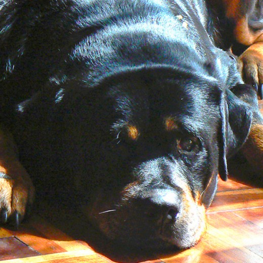 1 mes antes de su fallecimiento debido a un tumor en la pata delantera. 1 mes antes de su fallecimiento debido a un tumor en la pata delantera.