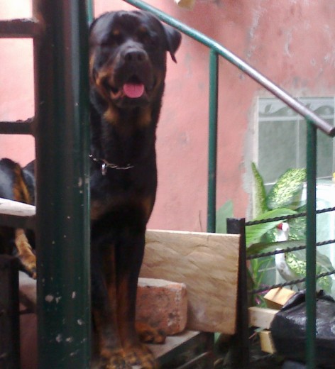 Ahi esta Bruno sentado esperando a que terminemos de limpiar el patio a la par sale un ladrillo y una tabla jajaja que por ahora escudan las plantas ya que quito la malla que habia... no deja de ser travieso ya con sus 13 meses jajaja