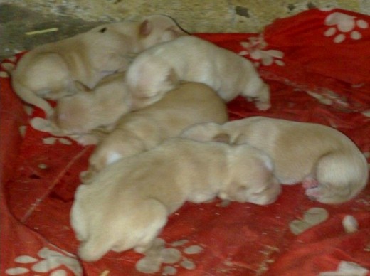 VENDO CACHORROS podencos andaluces, nacidos el día 10 de junio de 2009. Talla chica. Padres excelentes en zarza. Desparasitados. Precio macho 120€. Precio hembra 140€.
TELEFONO: 675894142