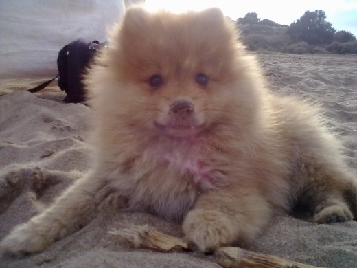 Su primer contacto con la playaa