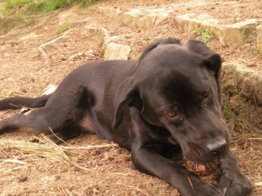 Nika tiene 1 año y 4 meses es una labradora negra, es muy buena aunque un poco desobediente.