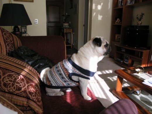 Mi gordo viendo la tele con su traje nuevo.